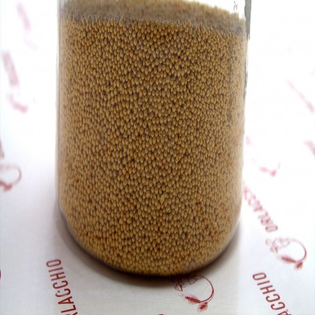 MOMPARIGLIA ORO